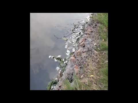 Hundreds of Dead Fish In Sloans Lake (Hosea 4:3)
