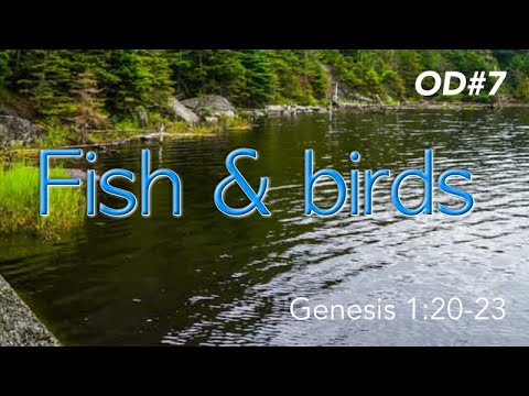 Fish and Birds, Genesis 1:20-23 (OD7)