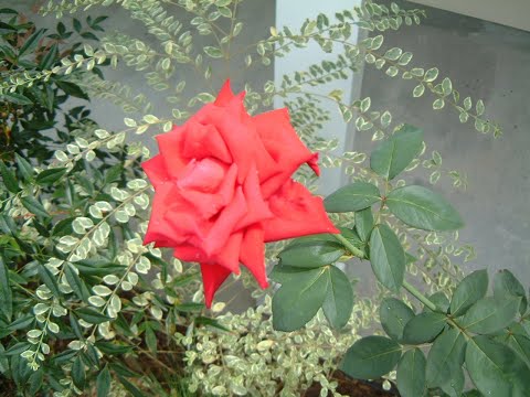 2-13-22  International Sunday School Lesson - Ezra and the Law, Ezra 7:1-10,23-26 by Dr. Ernest Polk