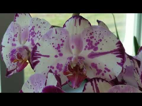 Read the Bible Through Series! Day 12: John 6:57 - John 7:13