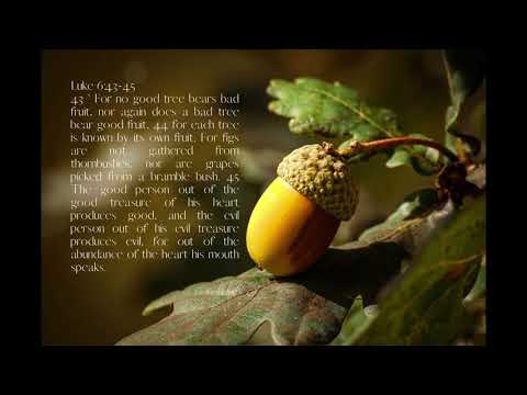 Memorizing scripture, Luke 6:43-45, For no good tree bears bad fruit...