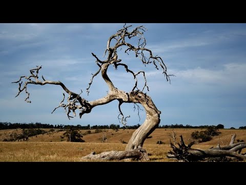 Fruitless? - Matthew 21:18-21