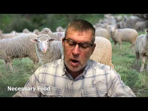 The abomination of the Egyptians - Genesis 46:34