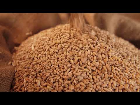 1 Corinthians 15:40–42