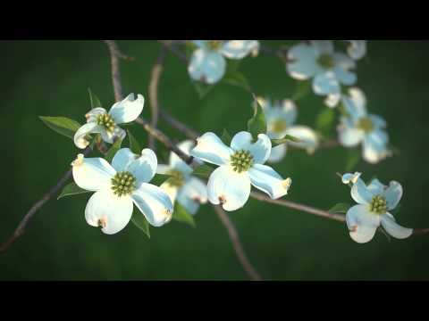 FLBC Daily Devotion Matthew 18:4