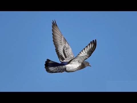 Pigeon-holding Amongst Acquaintances; Verse of the Day: #40- Proverbs 26:24-26