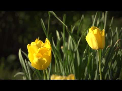 FLBC Daily Devotion Leviticus 19:35