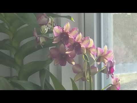 Read the Bible Through Series!  Day 8: John 5:31 - John 6:14, NJKV