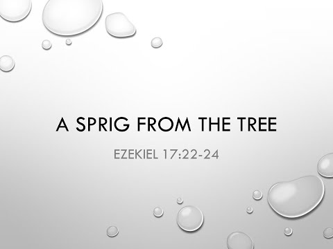 6/13/2021 "A Sprig From the Tree" Ezekiel 17:22-24