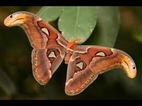 You Consume like a Moth - Scripture from the Lord- Psalms 38:10;39:11