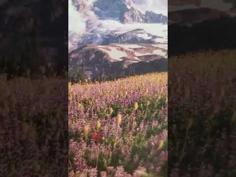 Judah pleads with Joseph Genesis 44:14-34