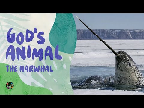 God's Animal - The Narwhal | Preschool