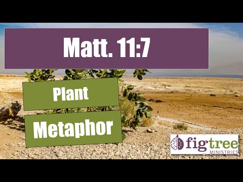 Matthew 11:7  Plant Metaphor
