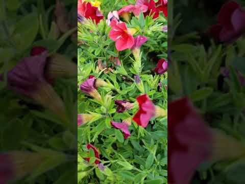 Job 12:10(The life of every living thing is in His hand, as well as the  breath of all  mankind)