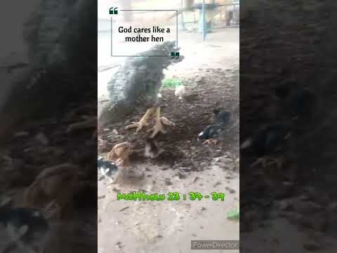 Matthew 23:37-39 /God cares like a mother hen / #39 # shorts