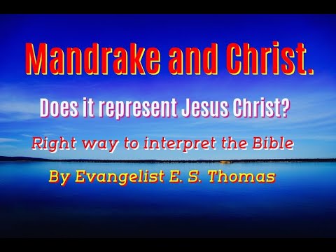 Mandrakes and Christ. Genesis 30: 14; Songs 7: 13