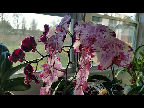 Read the Bible Through Series!  Day 11: John 6:40 - 59, NKJV