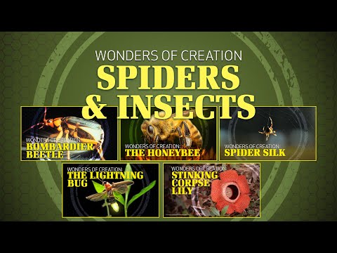 7. Insects and Spiders | Wonders of Creation Classroom Series
