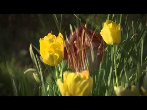 FLBC Daily Devotion Psalm 71:20