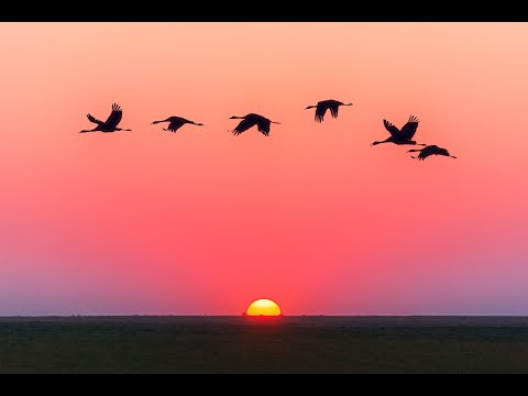 Bible Study Genesis 1:20-22 "Let the Birds Fly Above the Earth"