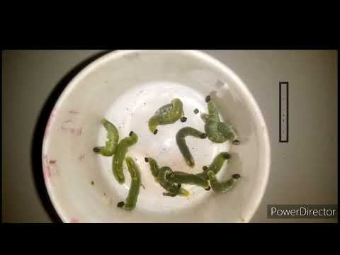 Isaiah 51:8 I Worms I #37