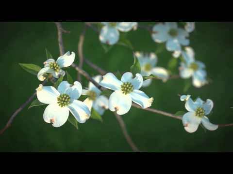 FLBC Daily Devotion Proverbs 11:5