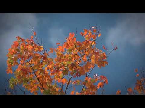 FLBC Daily Devotion: Proverbs 14:32, "Why Evil Exits in the World."