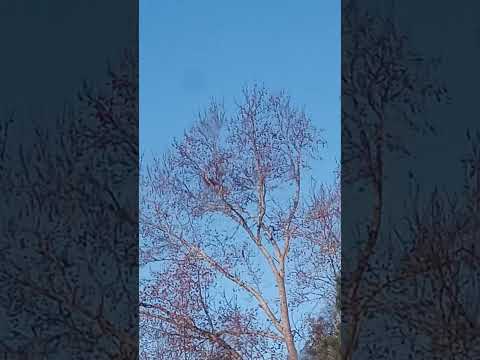 Sons rise to Elysium type standard. Isaiah 59:19 Revelation 15:1-3