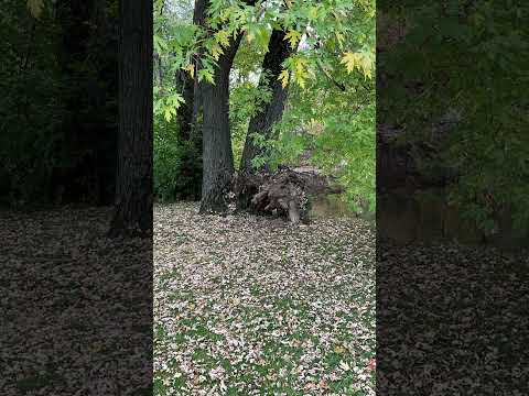 373.  Coffee Break (Express) The invention of music.