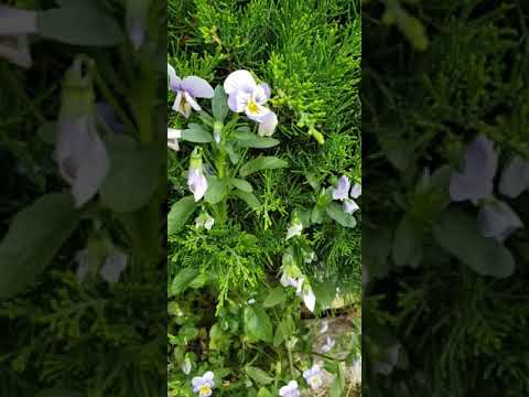 Proverbs 10:29(The way of the LORD is a refuge to the upright)