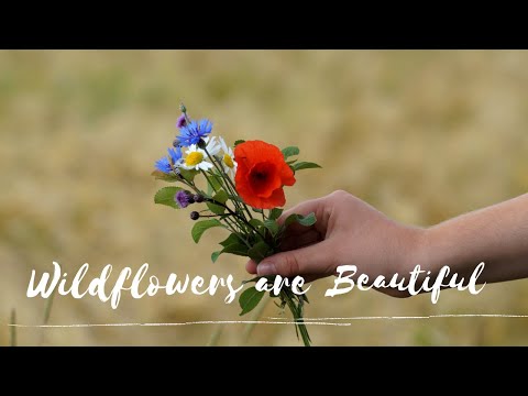 LUKE 12:27 NIV | WILDFLOWERS ARE BEAUTIFUL