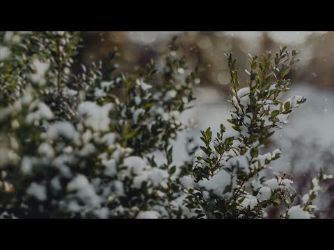 January 2, 2022: God’s Providence in the New Year (Genesis 45:1-20)