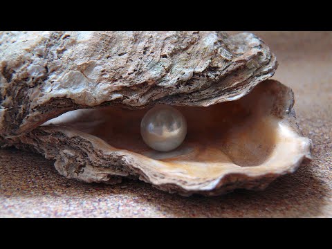 Pearls (Message Only) ~ Matthew 7:1-7