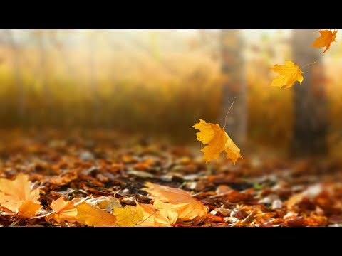 Philippians 4:1-7 "Peace, with Thanksgiving" - #ChristianCoffeeTime