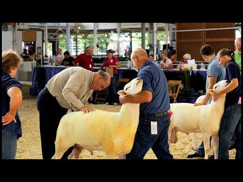 Ezekiel 34:11-16,20-24 | The Lord Is The Good Shepherd | Lectionary bible reading