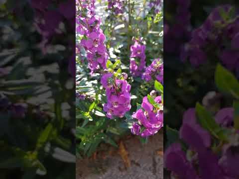 Psalm 107:1(Give thanks to the LORD, for He is good; His love endures forever)