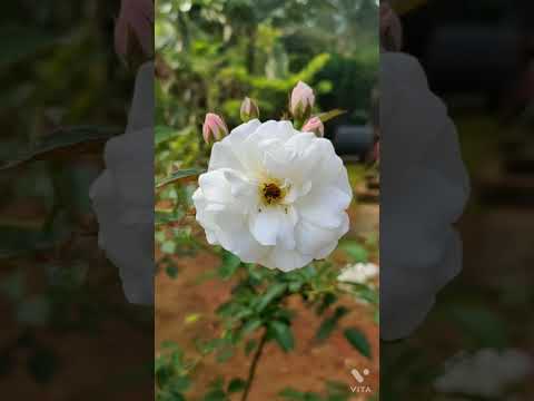 Word of God Jesus Christ, Psalms 3:3-5,