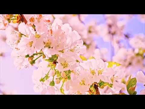 God's Word # June 15 2021 # லேவியராகமம்/Leviticus 20:24# Pastor.Prabhakar