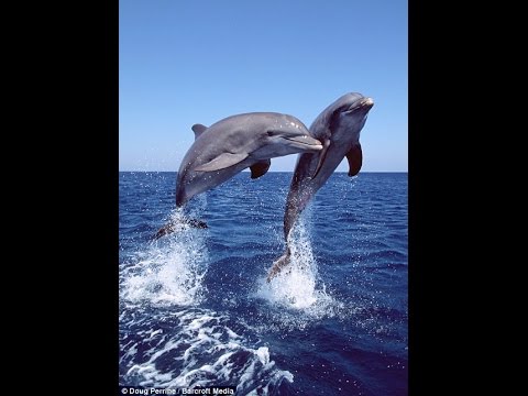 Dolphin: Skip 876 Genesis 31:28-Genesis 41:41: Missle, Sub