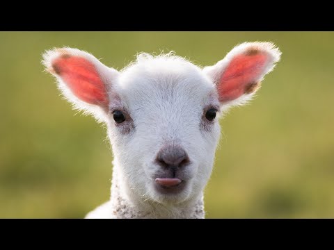 FREE TO CELEBRATE -- Ezra 6:13-22; Leviticus 23:4-8