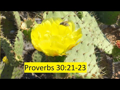 Proverbs 30:21-23 Nagging Thoughts
