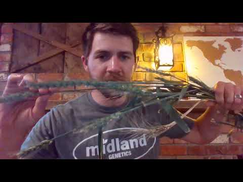 Entrusting Ourselves to God's Faithfulness (Ruth 2:16-17)