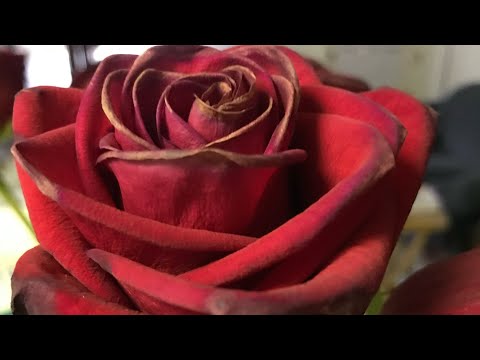 The ESV Bible reading Numbers 8:1-26 and Romans 8:1-39