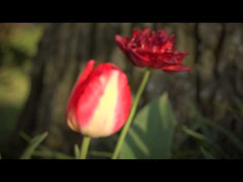 FLBC Daily Devotion Romans 14:17