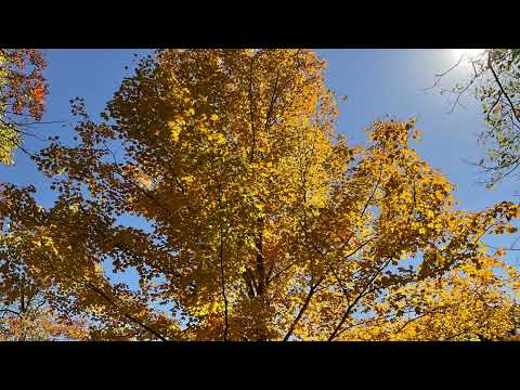 Coffee Break   (5 Minutes with God) Psalm 119:153-156