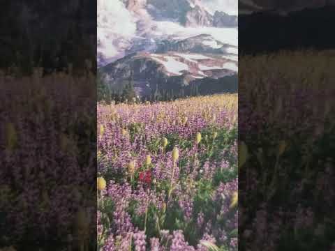 sons of Jacob take revenge by slaying the shechemites Genesis 34:13-31