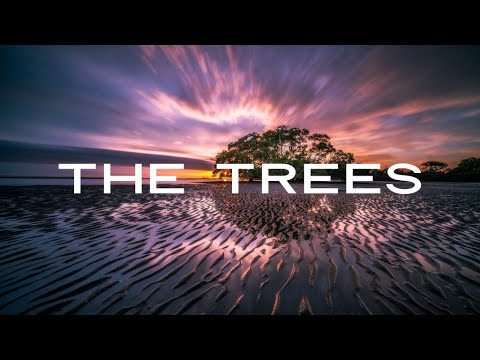 The Trees - Judges 9:1-21