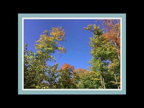 Coffee Break (5 Minutes with God) Psalm 80:8-11