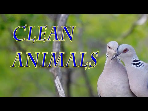 Clean Animals, Genesis 7:1-4 (OD36)