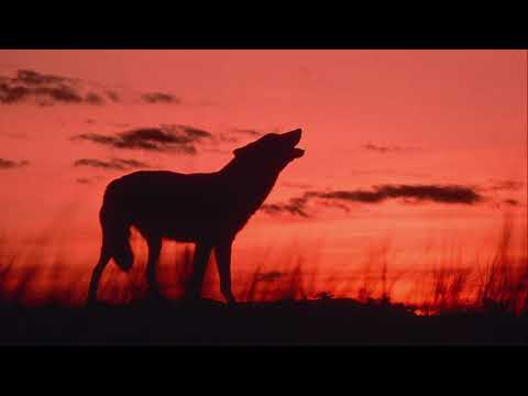 Invisible Church Video - Habakkuk 1:4-12